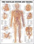 Vascular System. 20X26 Paper Chart.
