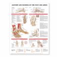 Anatomy and Injuries of the Foot and Ankle. 20X26 Laminated Chart.