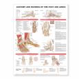 Anatomy and Injuries of the Foot and Ankle. 20X26 Laminated Chart. - cover photo